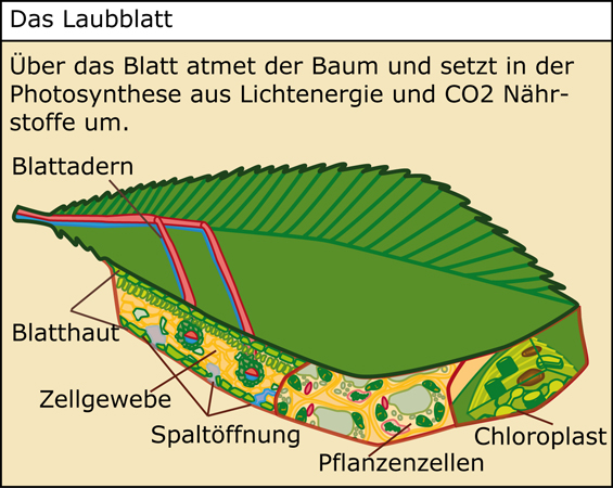 Funktionen des Laubblatts